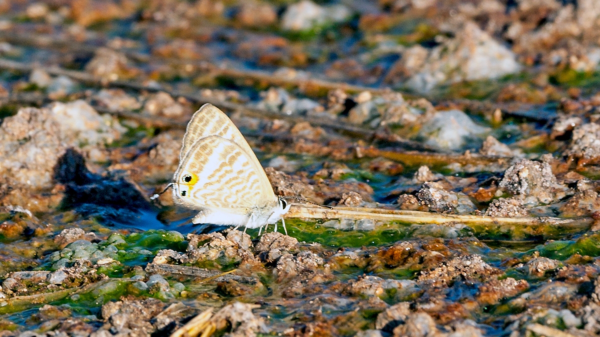 Pea Blue [Lampides boeticus]