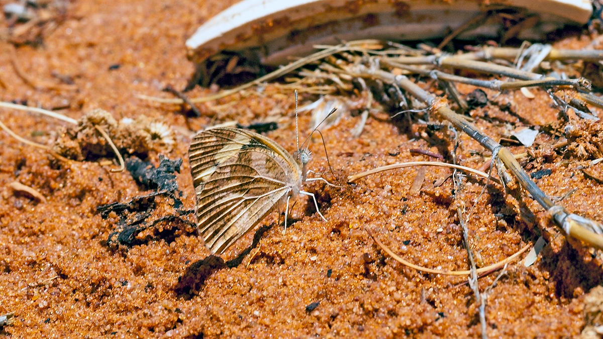 Zebra White [Pinacopteryx eriphia eriphia]
