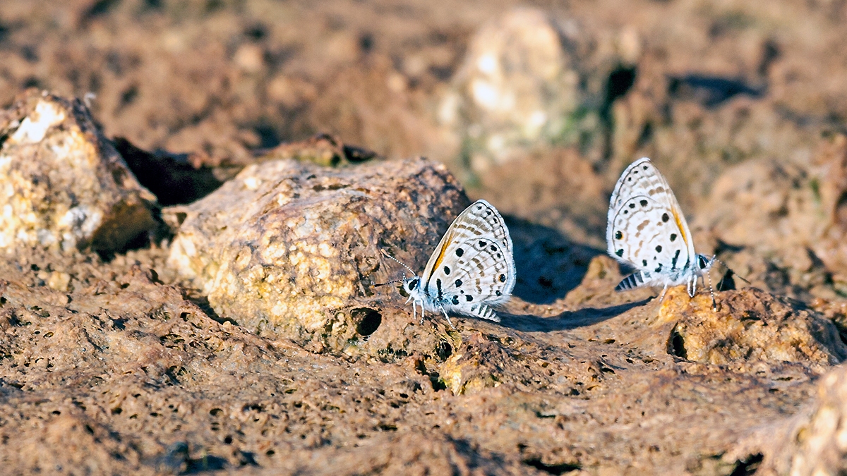 Topaz-spotted Blue [Azanus jesous]