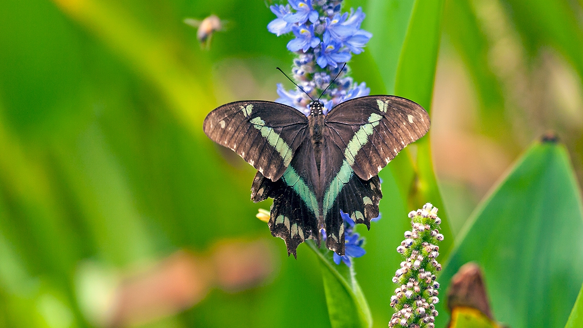 Green-banded Swallowtail [Papilio nireus lyaeus]