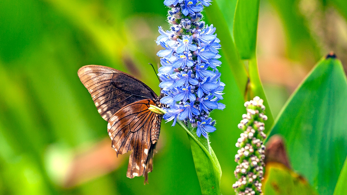 Green-banded Swallowtail [Papilio nireus lyaeus]