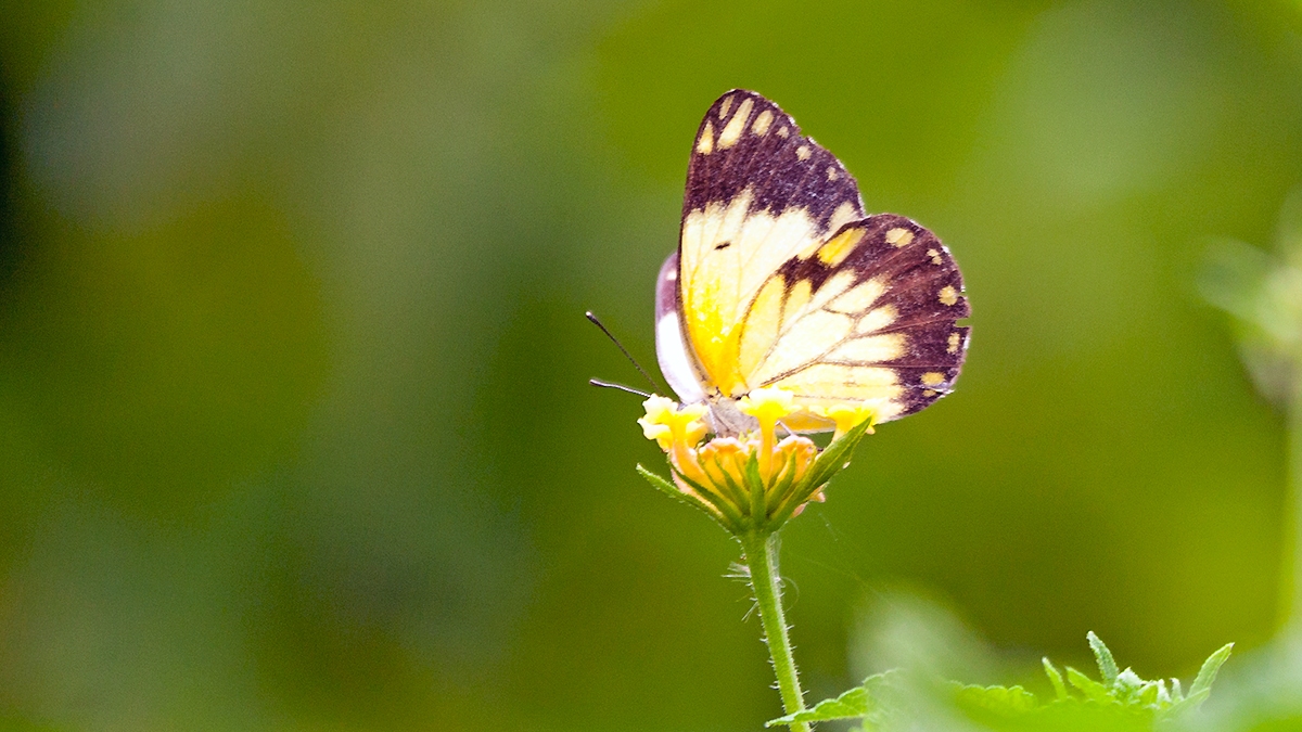 African Common White [Belenois creona severina]