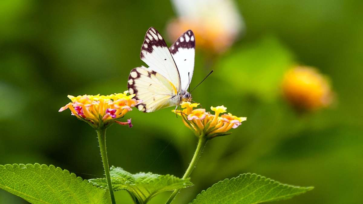 African Common White [Belenois creona severina]