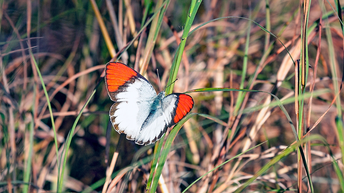 Common Orange Tip [Colotis evenina evenina]