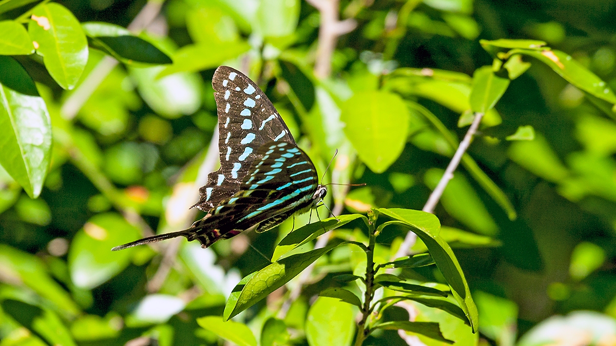 Mamba Swordtail [Graphium colonna]