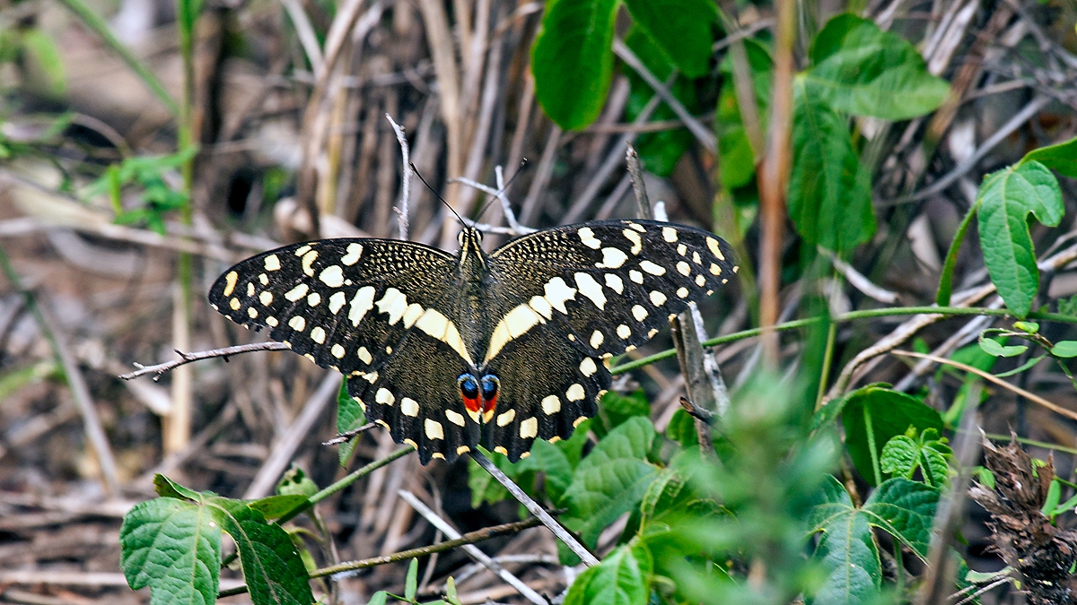 Citrus Swallowtail [Papilio demodocus]