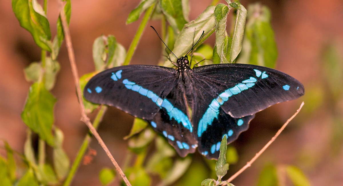 Green-banded Swallowtail [Papilio nireus lyaeus]