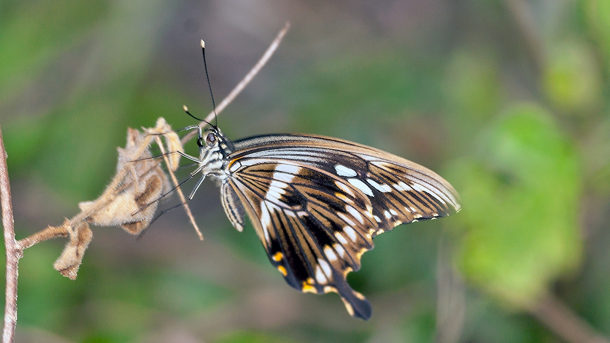 Constantine's Swallowtail [Papilio constantinus]