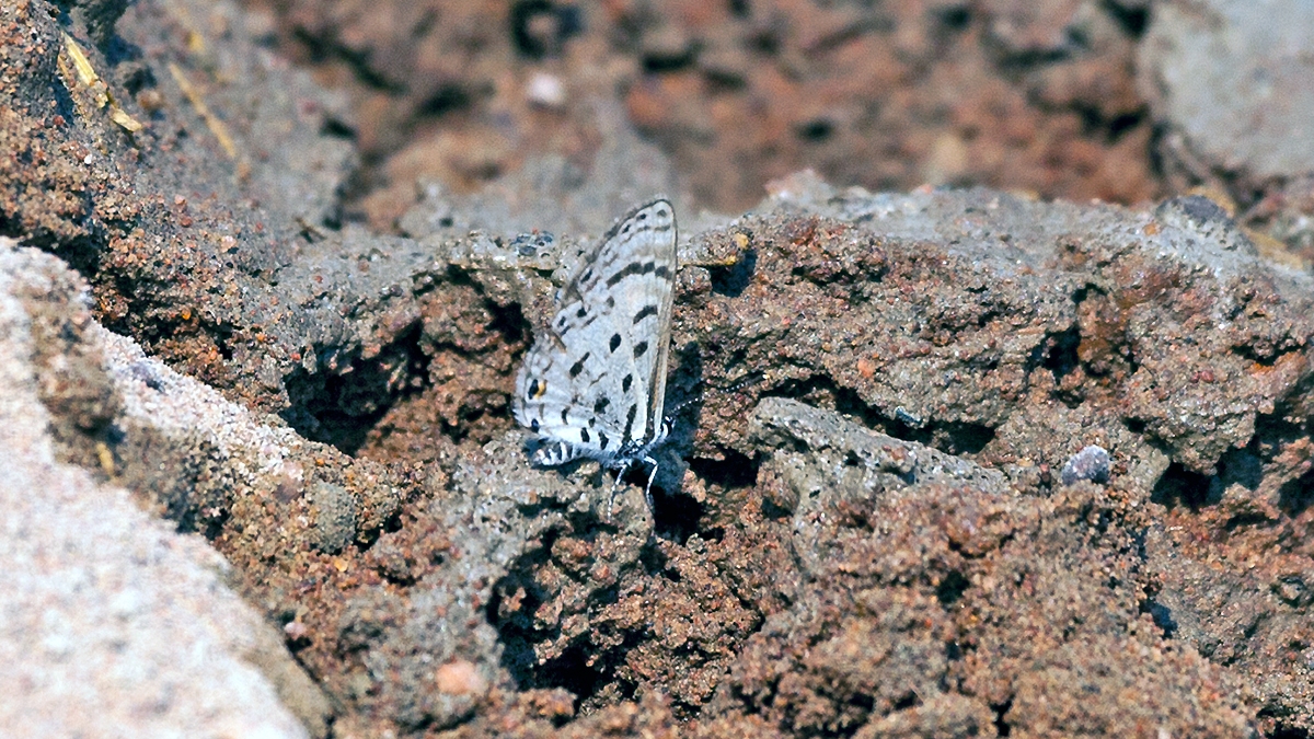 Thorn-tree Blue [Azanus moriqua]