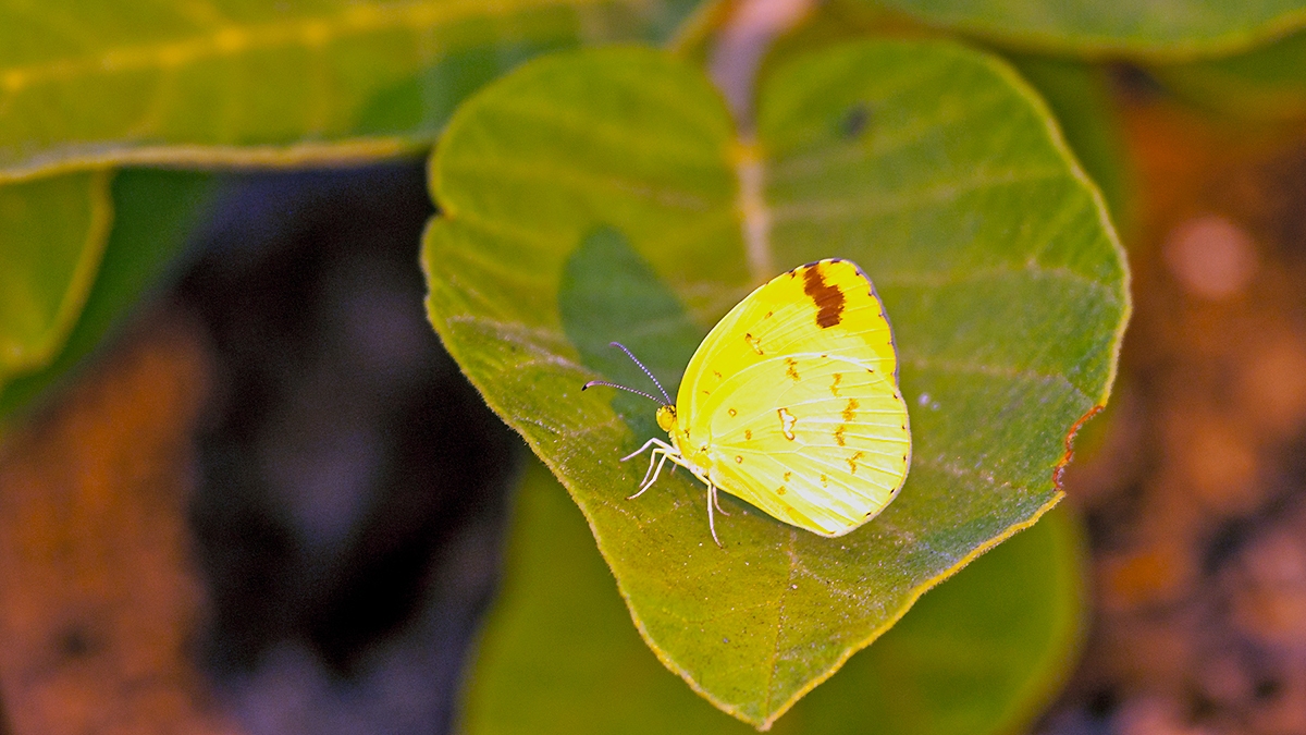 Common Grass Yellow [Eurema hecabe solifera]