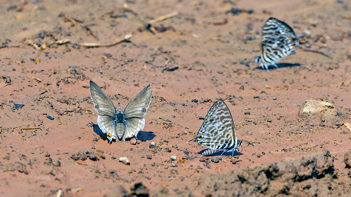Common Zebra Blue [Leptotes pirithous pirithous]