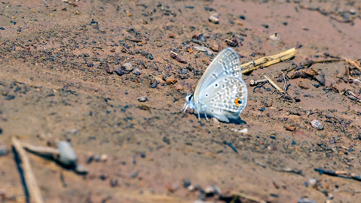 Common Smoky Blue [Euchrysops malathana]