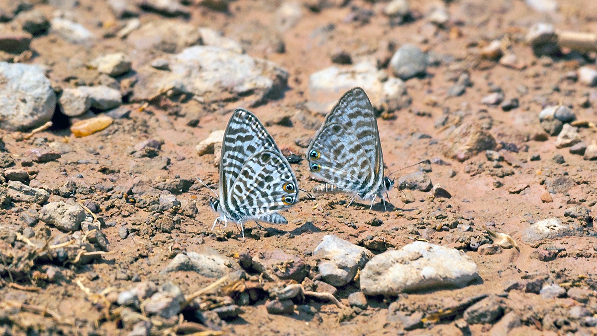 Common Zebra Blue [Leptotes pirithous pirithous]