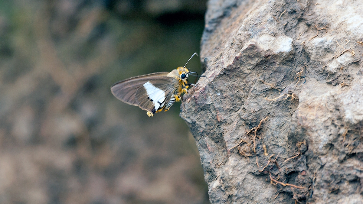 Two-pip Policeman [Coeliades pisistratus]
