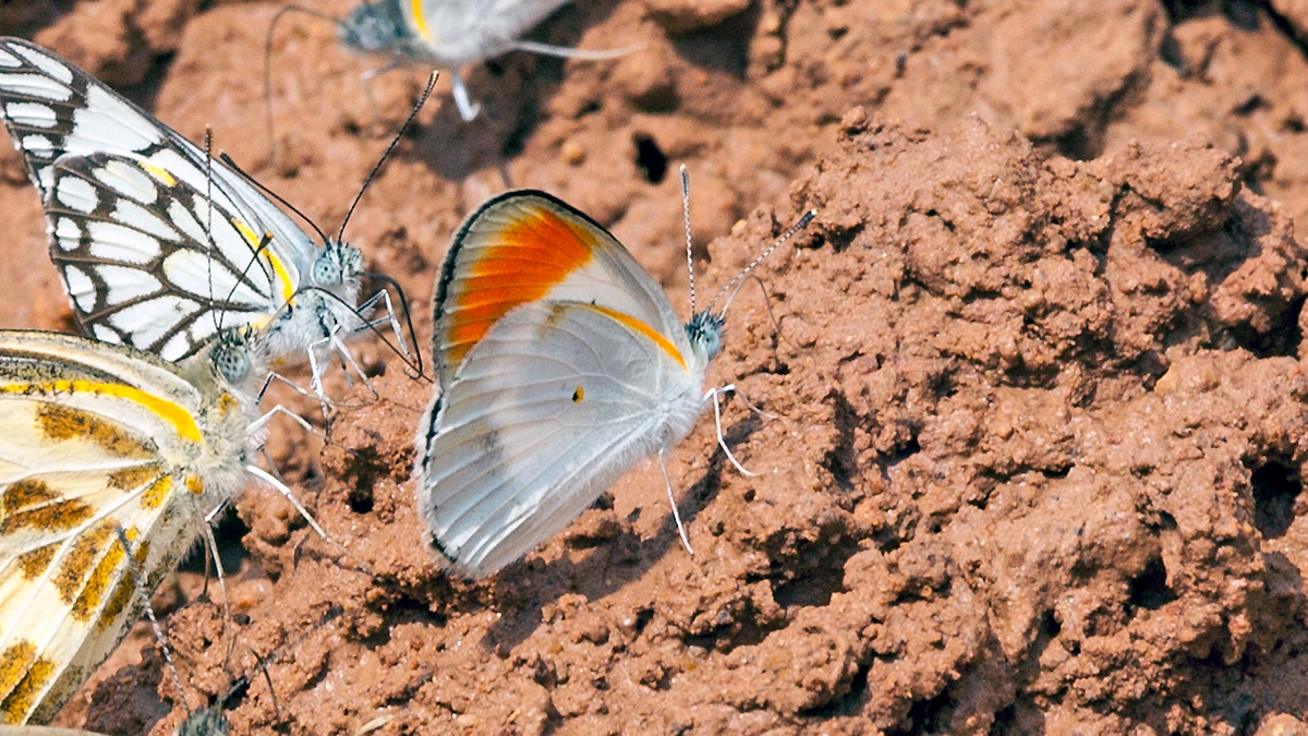 Common Orange Tip [Colotis evenina evenina]