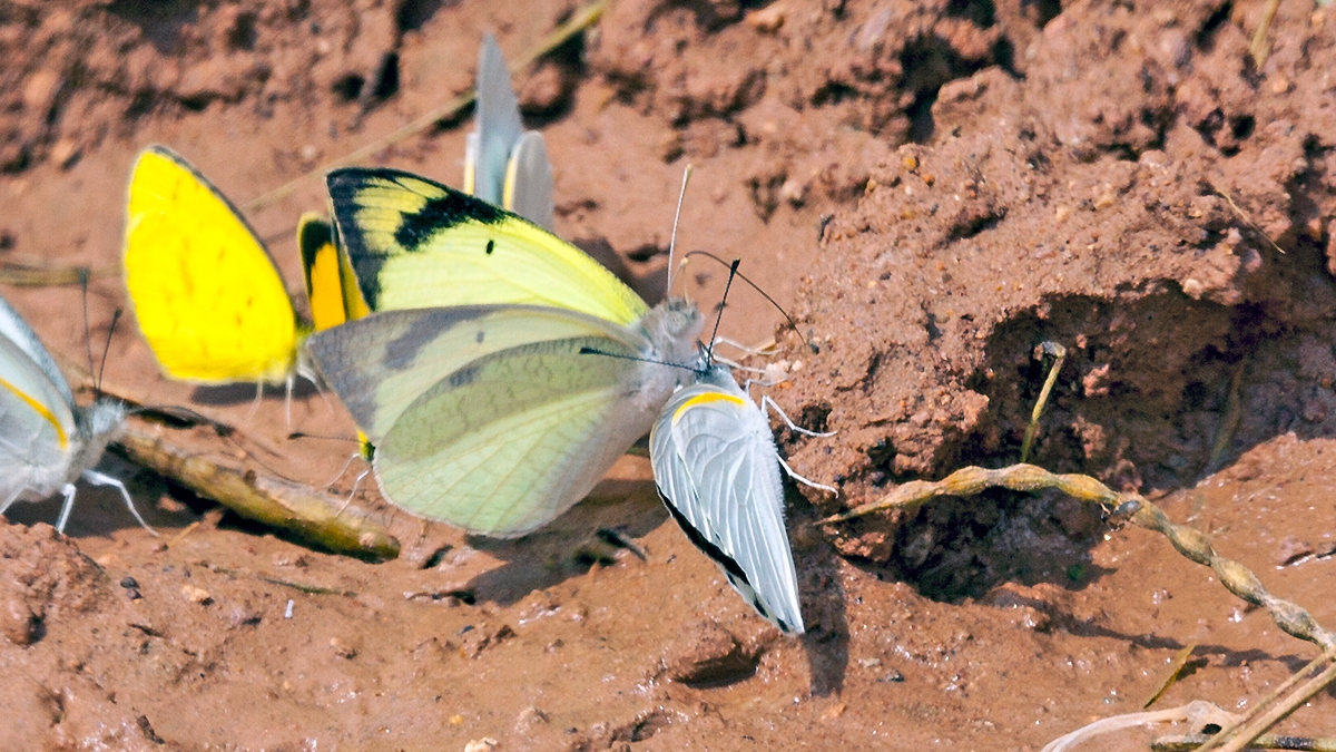 Lemon Tip [Colotis subfasciatus]