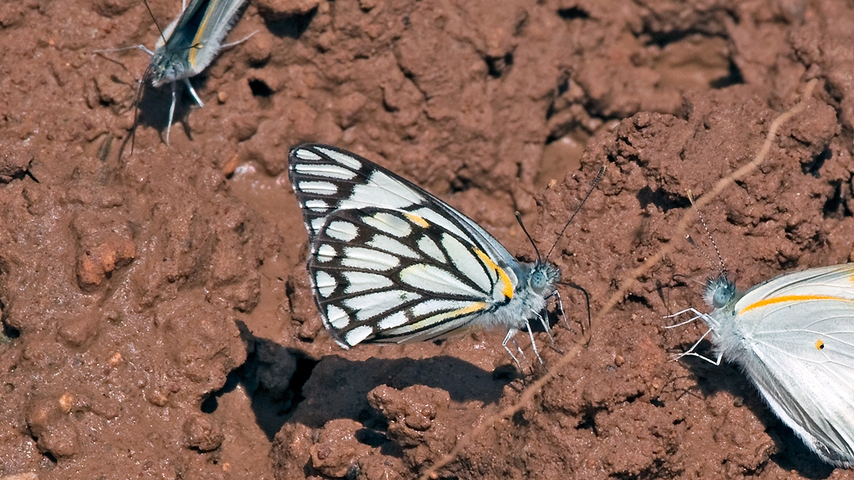 Brown-veined White [Belenois aurota aurota]