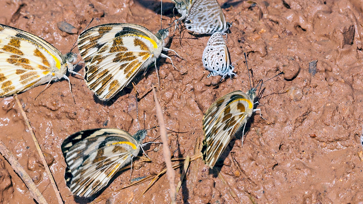 Zebra White [Pinacopteryx eriphia eriphia]