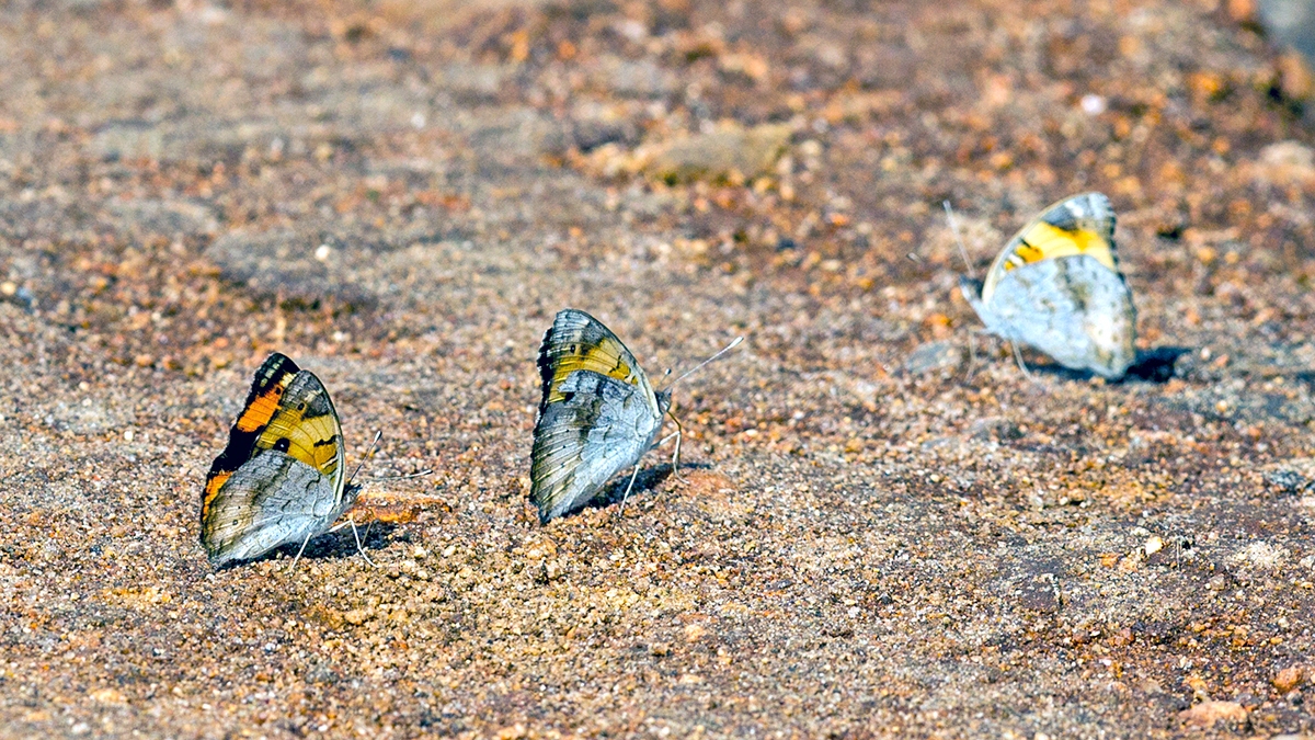 Yellow Pansy [Junonia hierta cebrene]