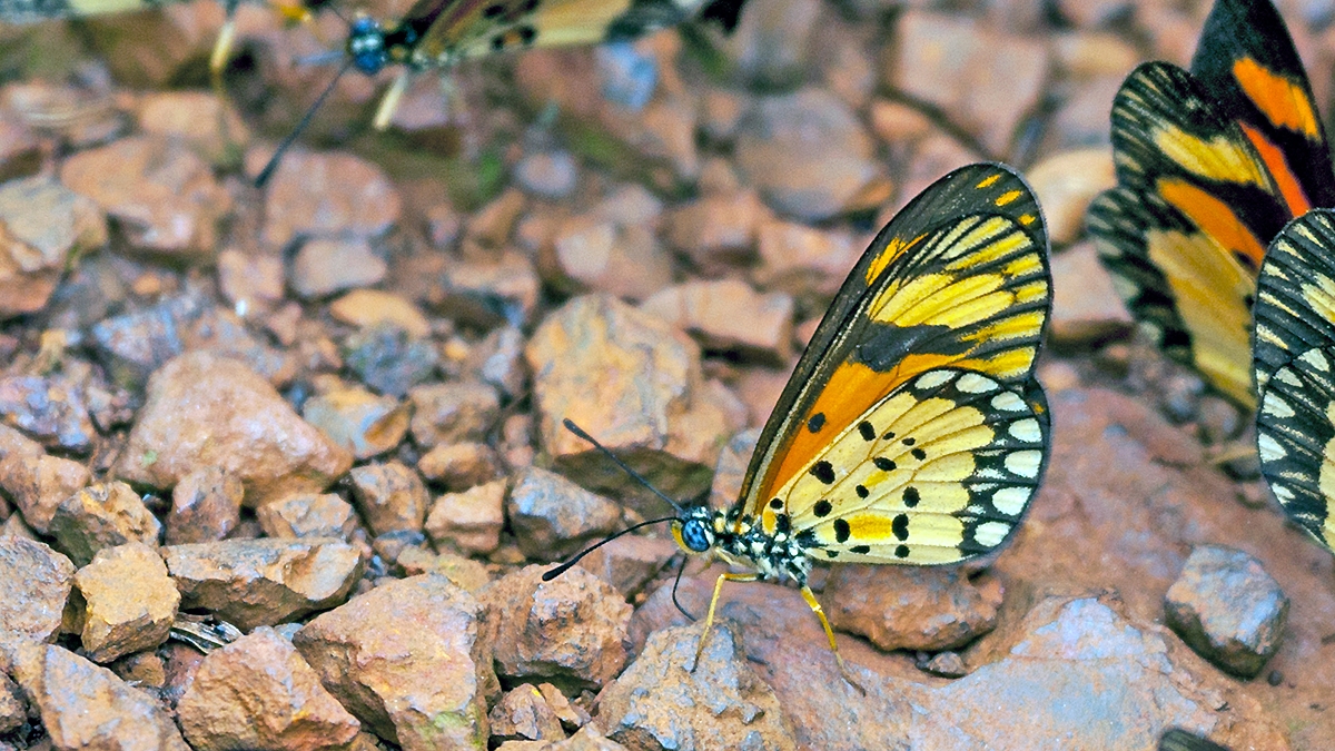 Dancing Acraea [Acraea serena]