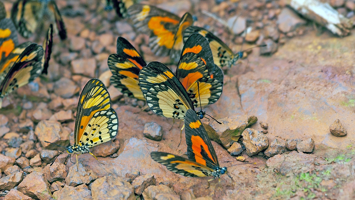 Orange-streak Acraea [Acraea bonasia bonasia]