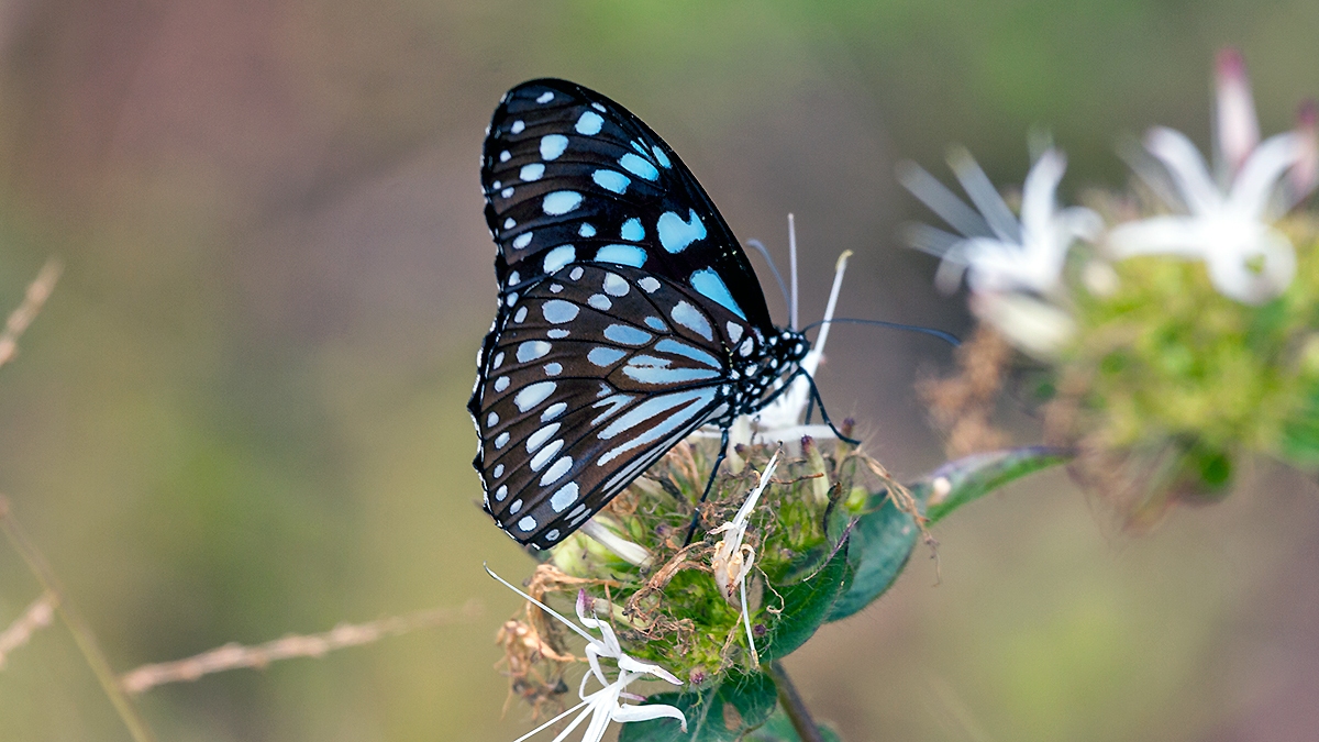 African Blue Tiger [Tirumala petiverana]