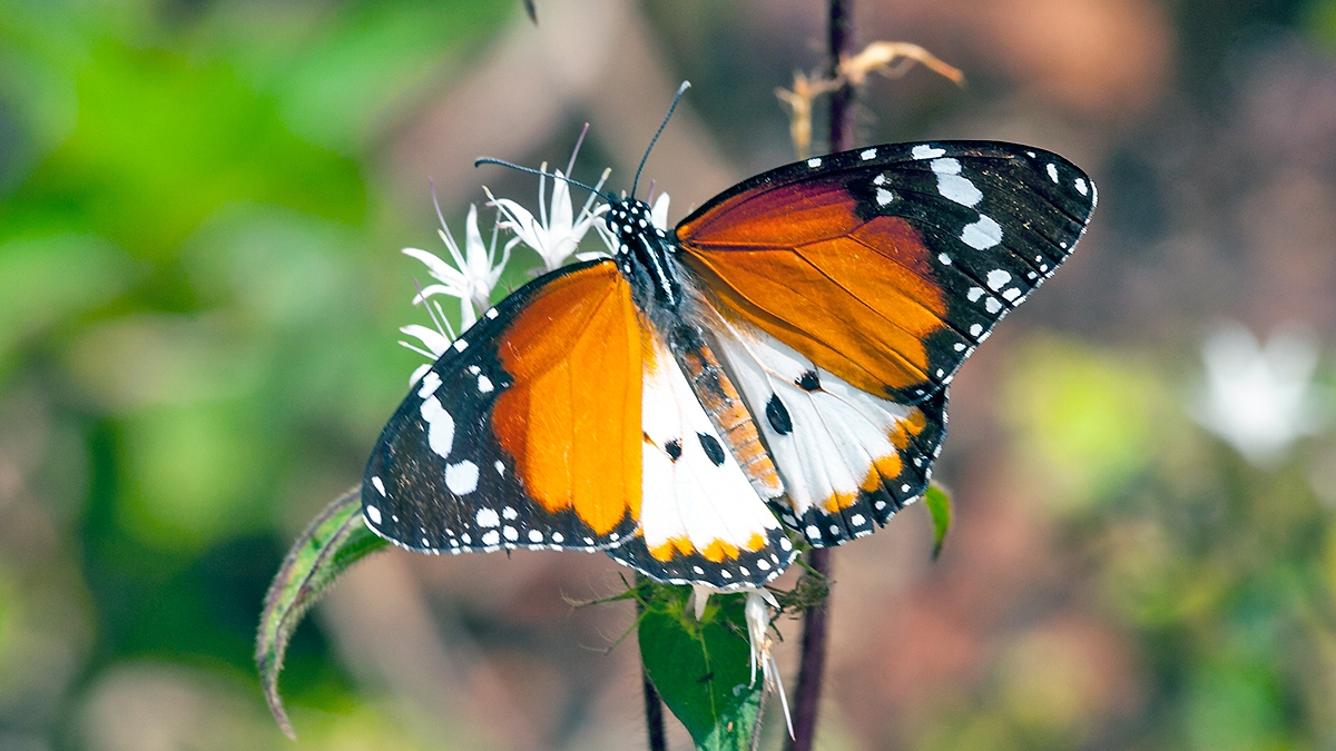 African Monarch [Danaus chrysippus alcippus]