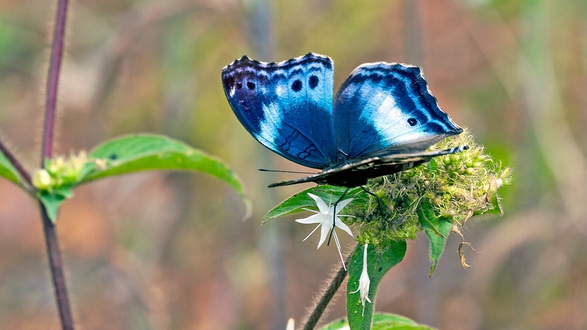 Western Blue Beauty [Protogoniomorpha cytora]