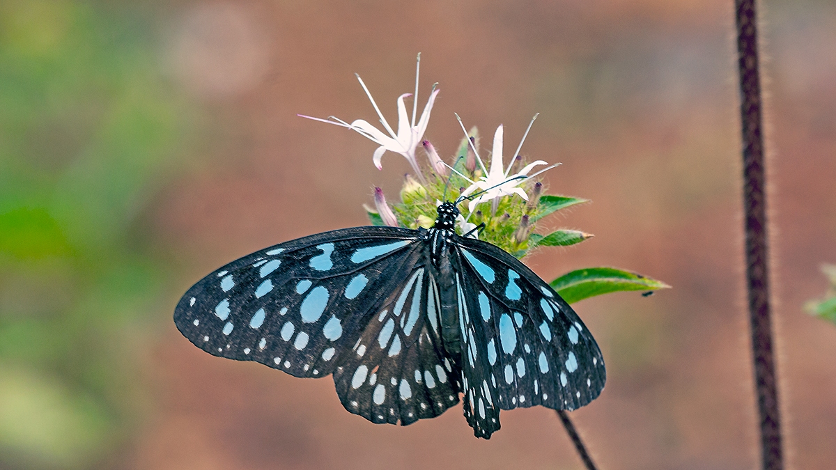 African Blue Tiger [Tirumala petiverana]