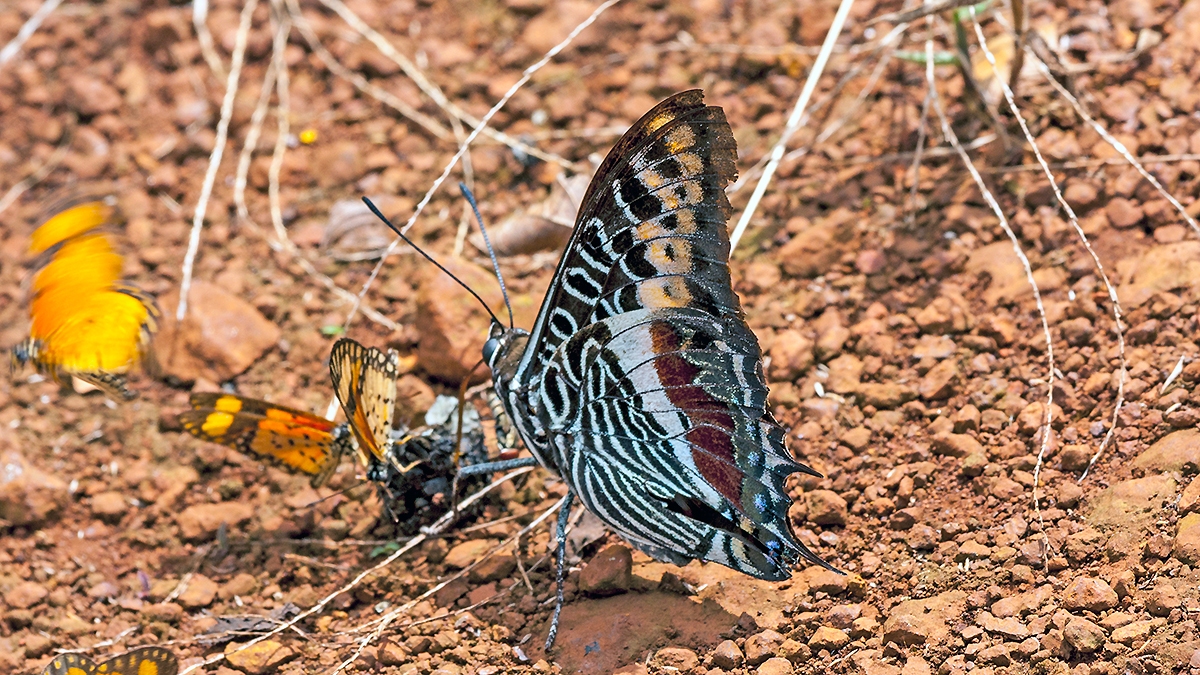Giant Emperor [Charaxes castor]
