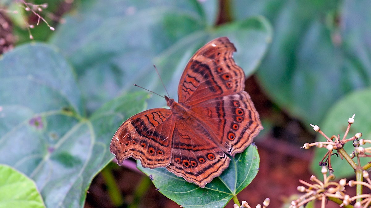 Dark Pansy [Junonia stygia]