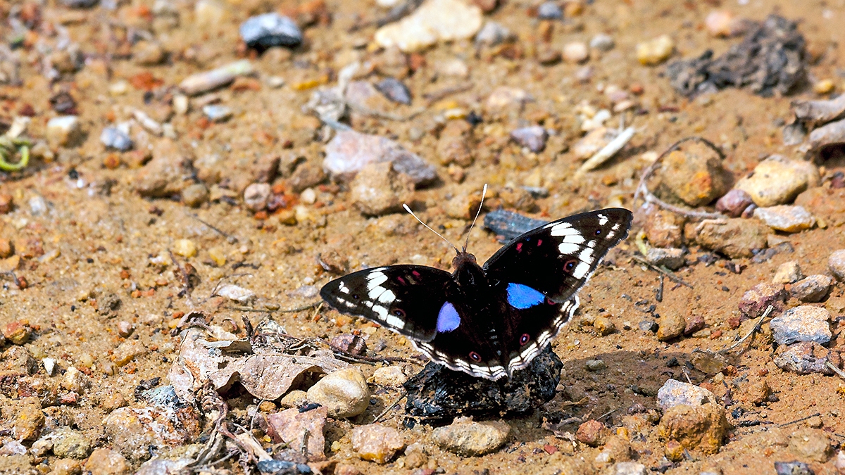 Dark Blue Pansy [Junonia oenone oenone]