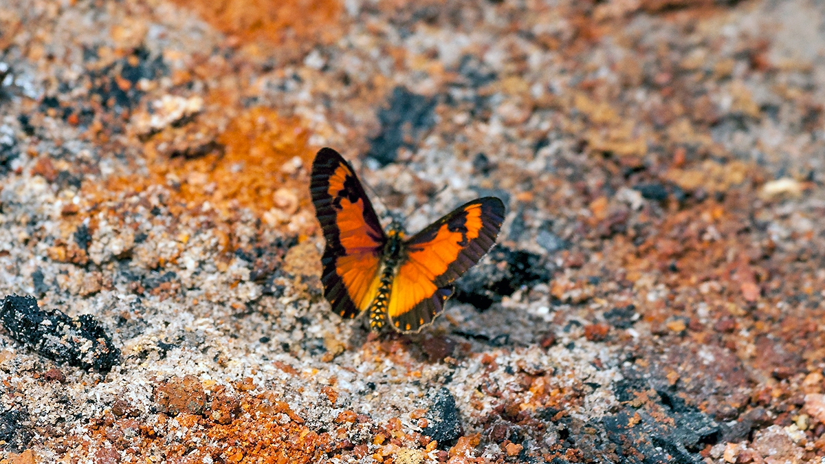 Dancing Acraea [Acraea serena]