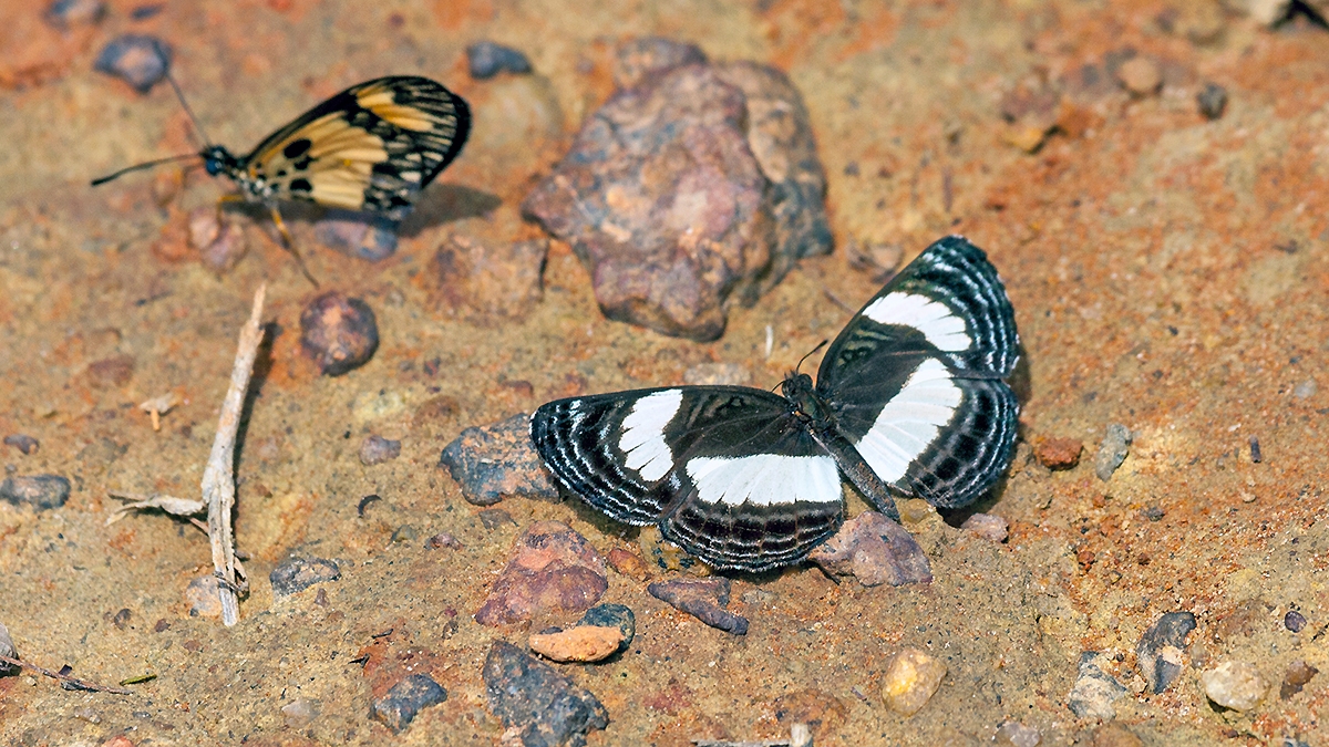 Variable Sailer [Neptis nysiades]