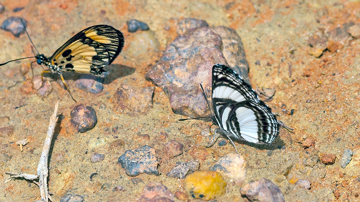 Variable Sailer [Neptis nysiades]