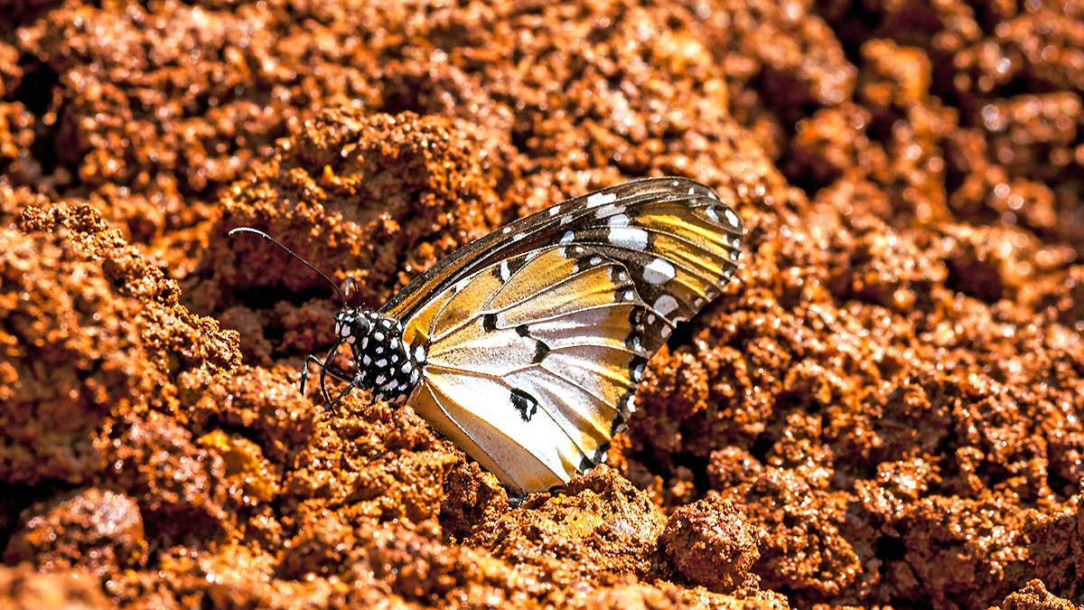 African Monarch [Danaus chrysippus alcippus]