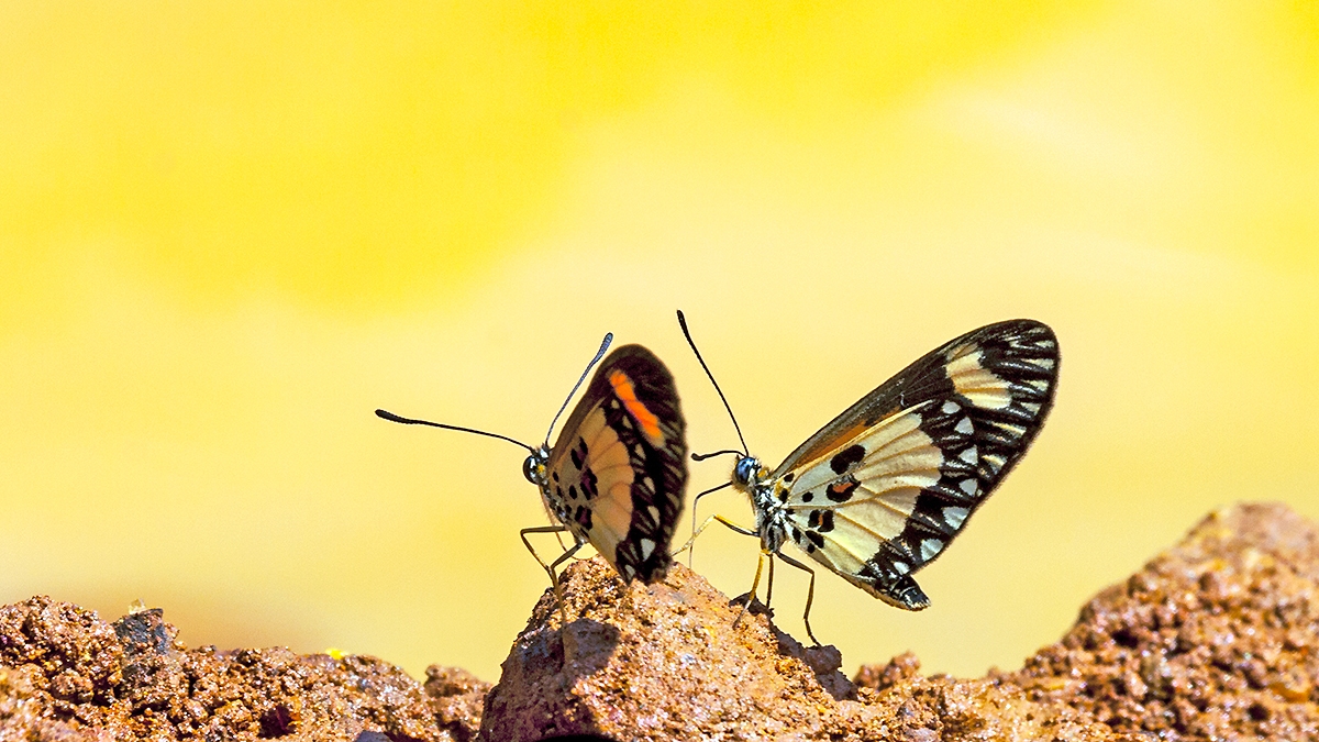Orange-streak Acraea [Acraea bonasia bonasia]