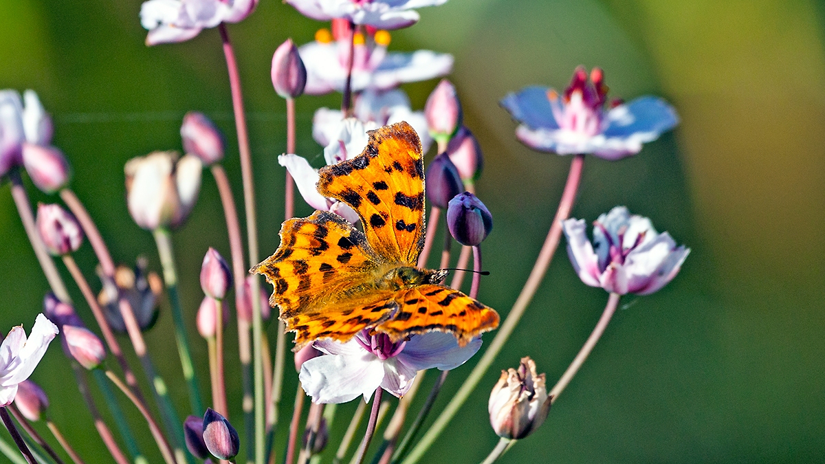 Comma [Polygonia c-album]