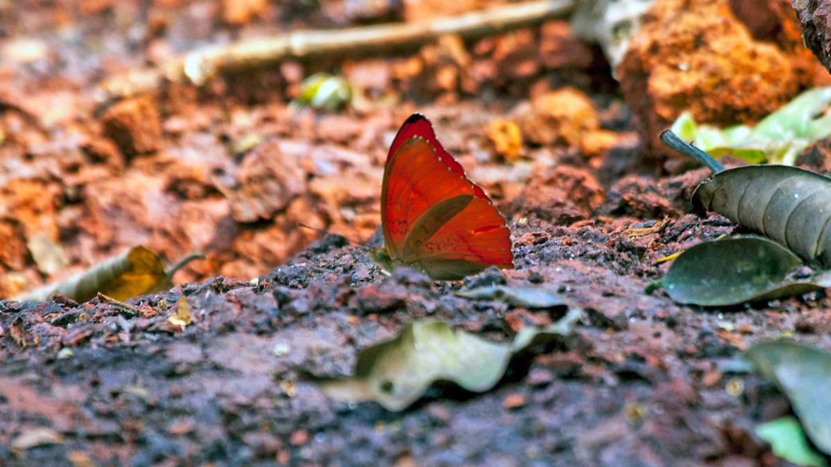 Blood Red Glider [Cymothoe sangaris]