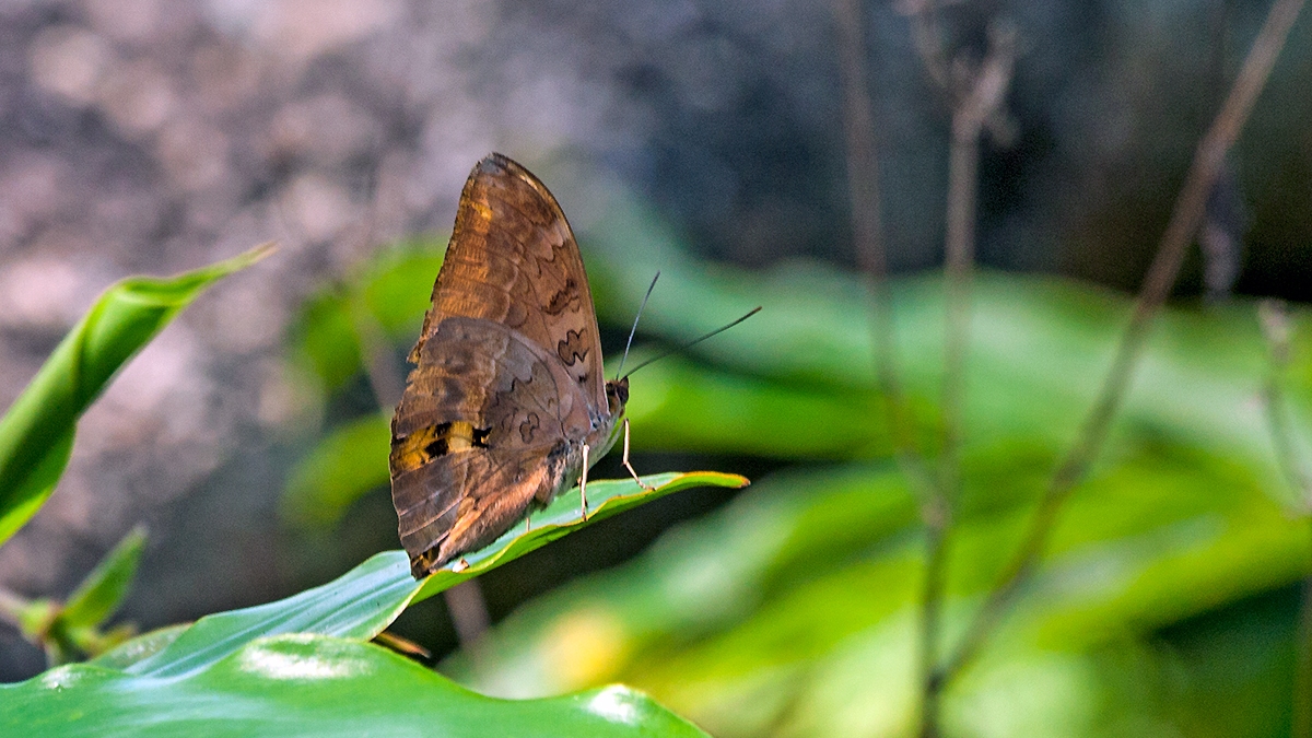 Common Yellow Glider [Cymothoe egesta]