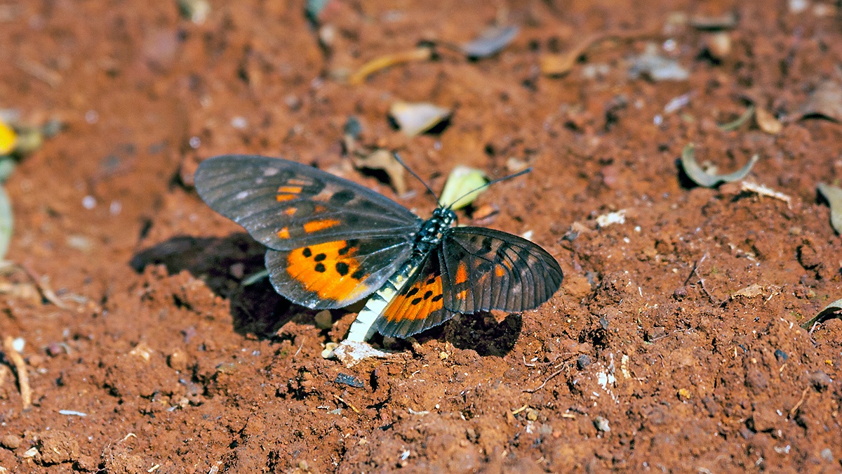 Pharsalus Acraea [Acraea pharsalus]