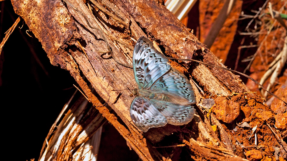 Common Commander [Euryphura chalcis]