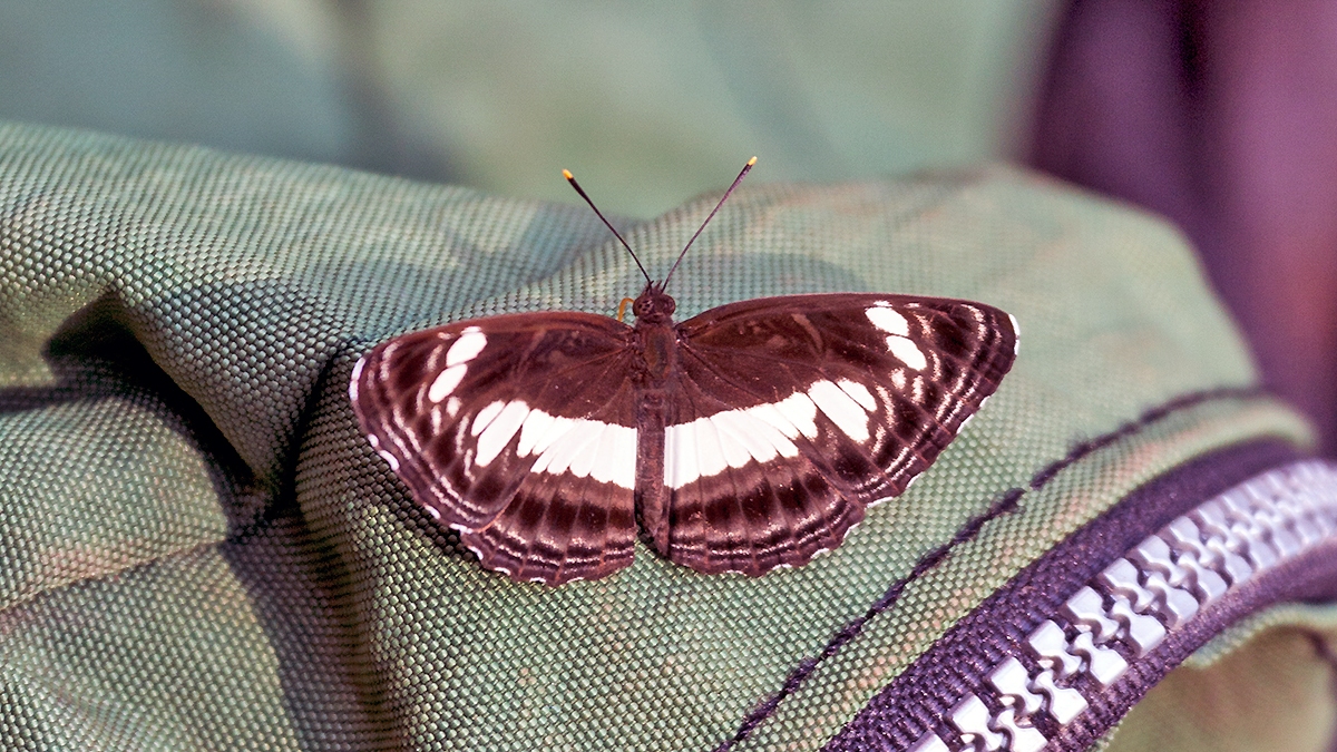 Nemetes Sailer [Neptis nemetes]