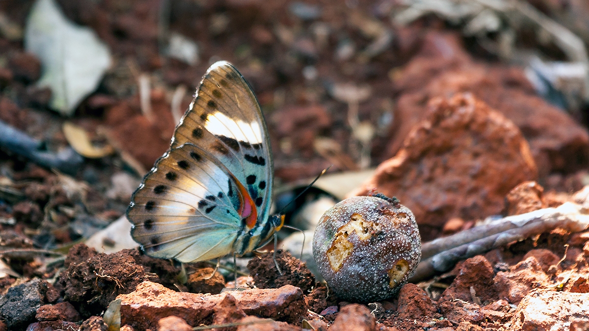 Brownish Themis Forester [Euphaedra laboureana]