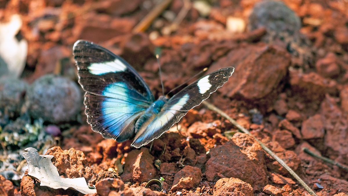Brownish Themis Forester [Euphaedra laboureana]