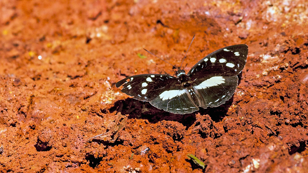 Forest Glade Nymph [Aterica galene]