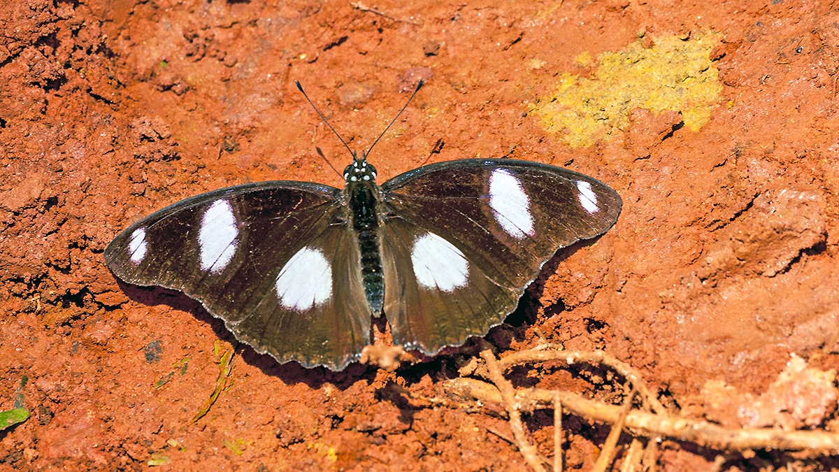 Diadem [Hypolimnas misippus]