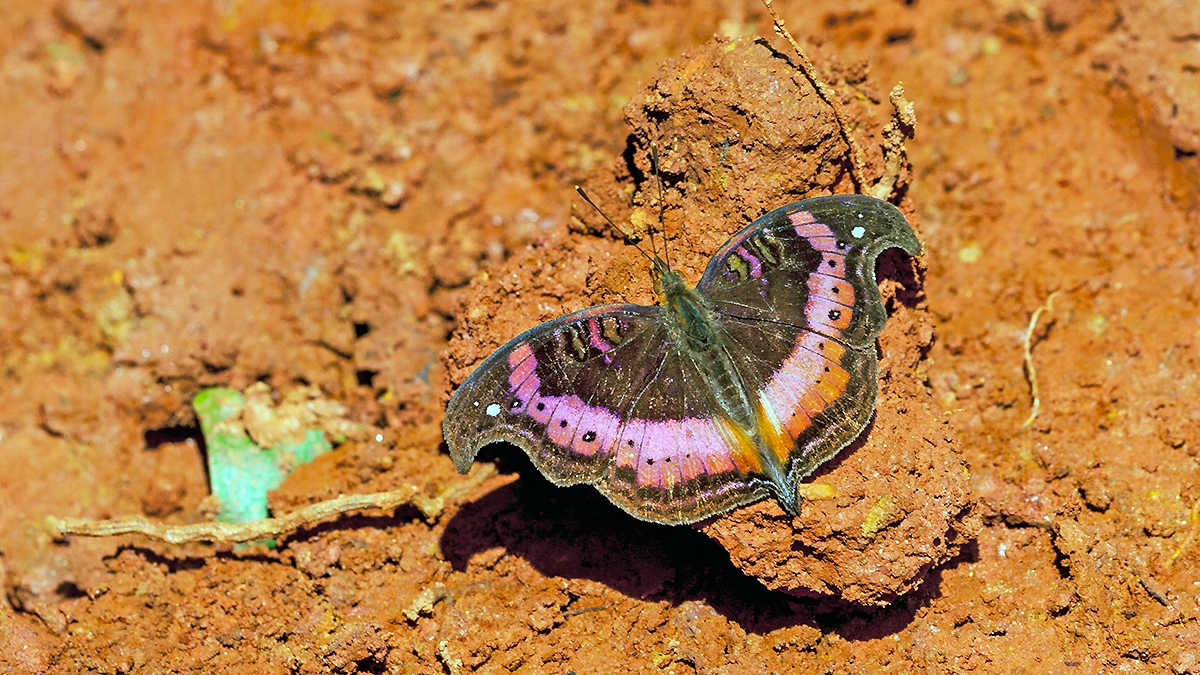 Wide-banded Commodore [Precis sinuata]