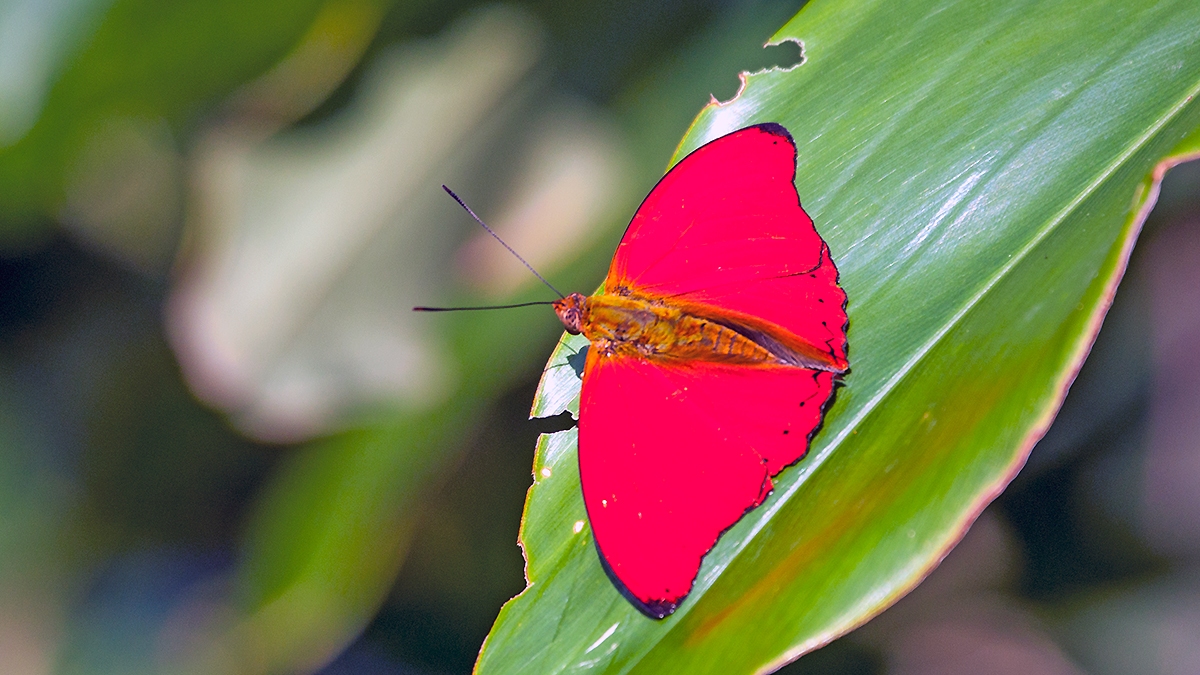 Blood Red Glider [Cymothoe sangaris]