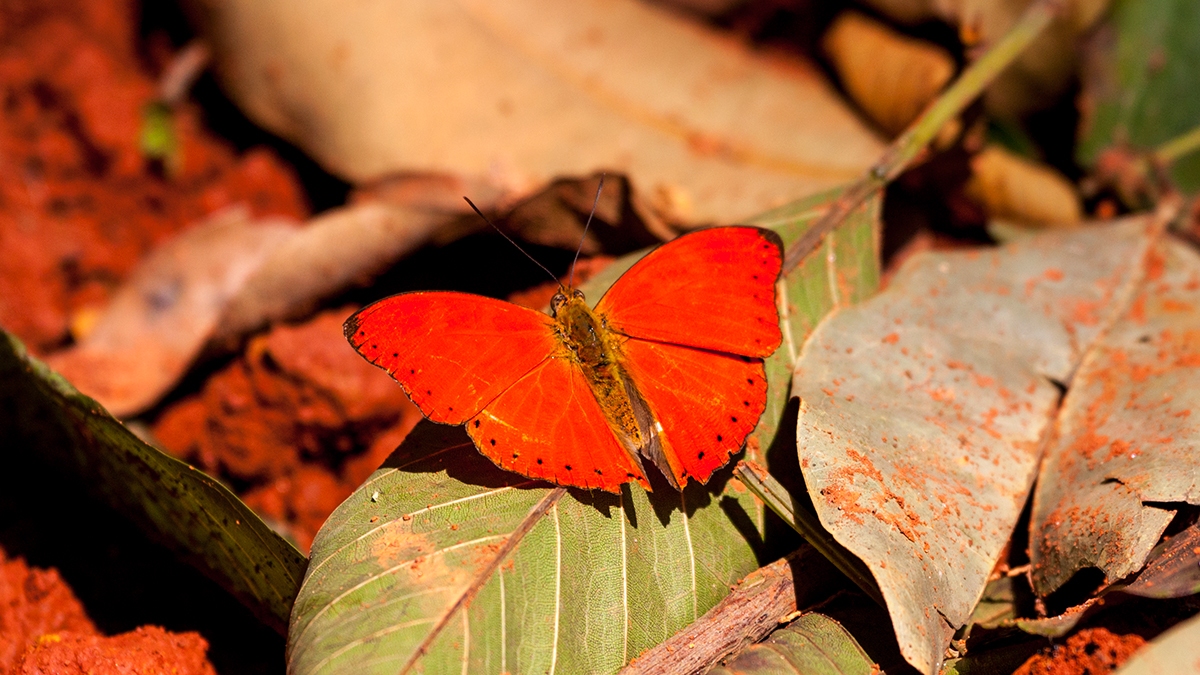 Western Red Glider [Cymothoe mabillei]